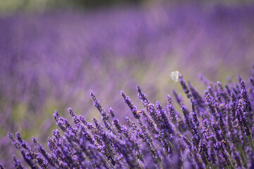 Campo di Lavanda in fiore, Toscana, Italia.