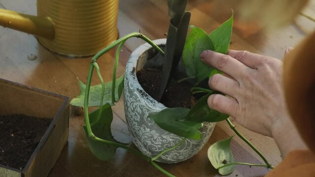 Re-potting epipremnum plant. Summer gardening.