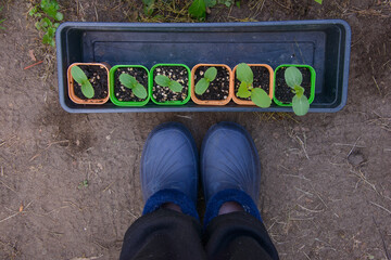 Foot and legs seen from above. Top view of garden rubber boots shoes stands on a young cucumber,...