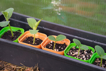 Close-up view of young cucumber, melon and watermelon seedlings growing in colorful plastic pots on tray on mulched ground in greenhouse.

Ready to planting out. Growing useful eco products in garden.
