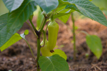 Organic raw yellow green banana pepper, paprika, chili red pepper plant or spanish sweet pepper on...