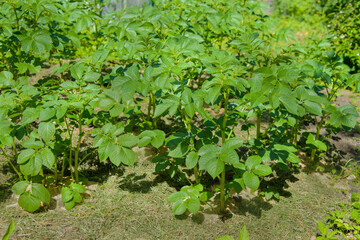 Close-up of young potatoes plants plantation growing from ground soil. Garden potato bed patch or potato bush on a mulched ground. Potato stalks in home garden.

Gardening and horticulture concept.
