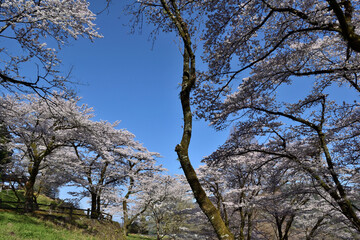 【神奈川県】春の津久井湖城山公園  桜並木