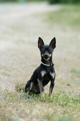 Black toy terrier on green grass.