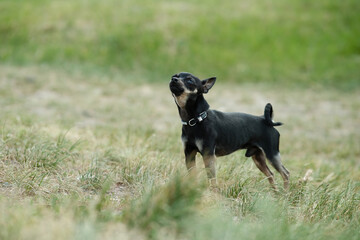 Black toy terrier on green grass.