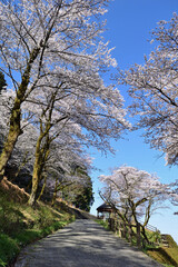【神奈川県】春の津久井湖城山公園  桜咲く並木道