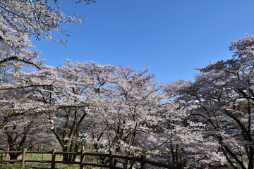【神奈川県】春の津久井湖城山公園  桜並木