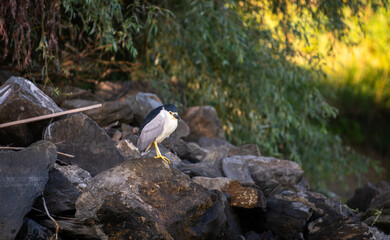 Birds of Danube Delta. Beautiful photo with a night heron bird in the delta landscape. Explore the nature of Romania.