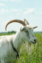 White goat with horns. The goat grazes on the green grass. 