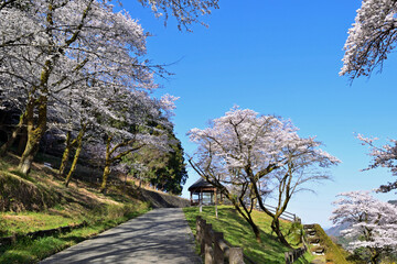 【神奈川県】春の津久井湖城山公園  桜咲く並木道