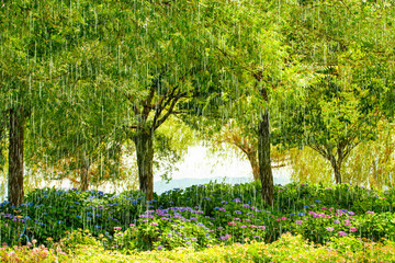 雨の公園で新緑の木と優しく咲くアジサイ