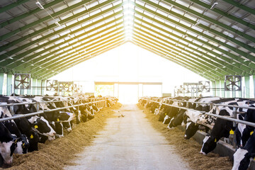 Cows in a farm, dairy cows laying on the fresh hay, concept of modern farm cowshed - obrazy, fototapety, plakaty