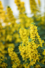 Fototapeta na wymiar Photo of a bush of yellow bright flowers.