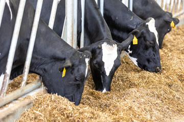Cows in a farm, dairy cows laying on the fresh hay, concept of modern farm cowshed