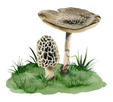 Fly agaric amanita panther cap poisonous mushroom and morcella morel fungi growing in grass watercolor illustration isolated on white background
