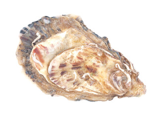 Oyster isolated 