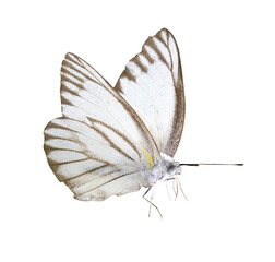 butterfly transparent