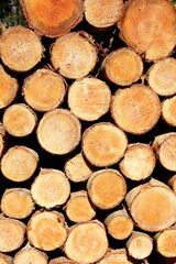 Aufgestapelte gefällte Baumstämme, Deutschland