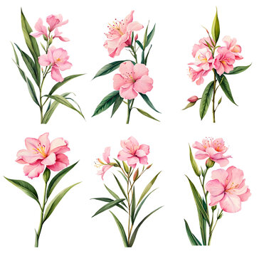 Watercolor oleander set. Generative Ai