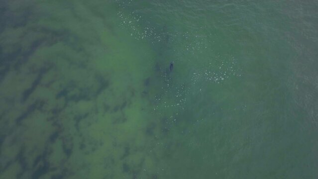 Africa drone dolphins pod swimming ocean surf waves JBAY Jefferys Bay Garden Route Cape Town Indian Ocean deep aqua blue water top down follow movement