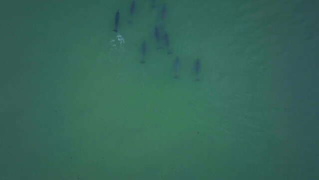 Africa drone dolphins pod swimming ocean surf waves JBAY Jefferys Bay Garden Route Cape Town Indian Ocean deep aqua blue water top down follow movement