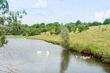 Summertime, a pair of adult swans with chicks swim on the lake