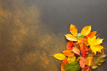 Autumn background with Quercus rubra and maple and cherries leaves, the transition from summer to fall, the change of natural seasons, Thanksgiving Day, copy space