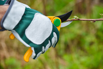 Spring pruning the bush. Hands of gardener in gloves with secateur - 615413375