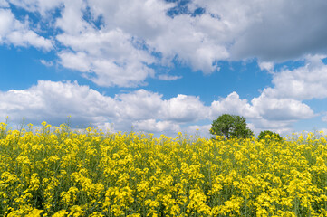 Flowering Canola or rapeseed cultivated field at sunny spring day. Blooming Rapeseed flowers against the blue sky.