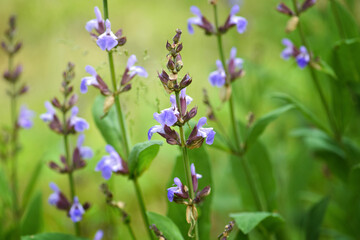 Salvia officinalis blooming in the garden. Natural background