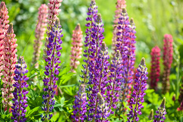 Lupinus, lupine field with pink, purple and blue flowers. Flower background.