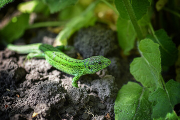 European green lizard Lacerta viridis emerging from the grass exposing its beautiful colors. Selective focus.
