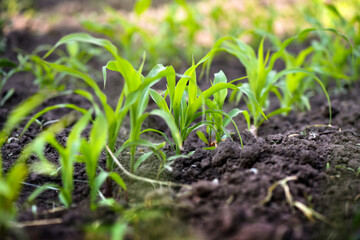 Green corn sprouts, a field with a future corn harvest in sunny weather. Selective focus. Agriculture