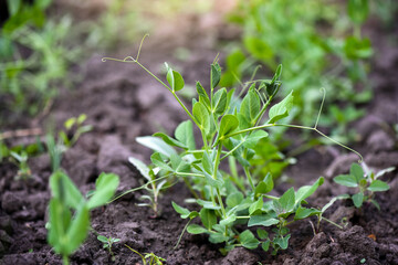 Young sweet green pea sprouts growing in a soil in a vegetable garden. Concept of growing own vegetables. Gardening.