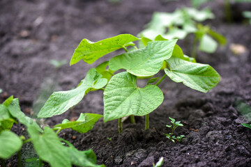 Young bean sprouts growing in a soil in a vegetable garden. Concept of growing own vegetables. Gardening.