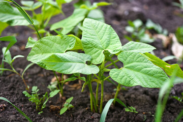Young bean sprouts growing in a soil in a vegetable garden. Concept of growing own vegetables. Gardening.