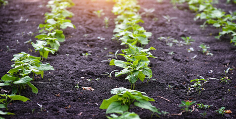 Young bean sprouts growing in a soil in a vegetable garden. Concept of growing own vegetables. Gardening.