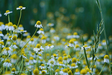Flowering. Chamomile. Blooming chamomile field