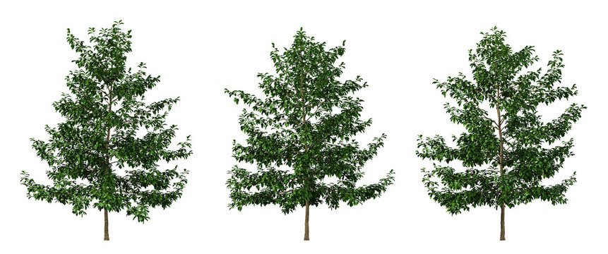 Green tree nyssa sylvatica on transparent background, png plant, 3d render illustration.