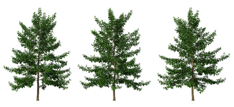 Green tree nyssa sylvatica on transparent background, png plant, 3d render illustration.