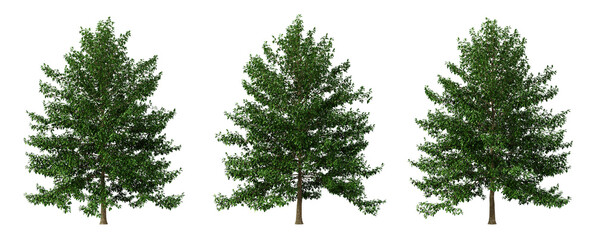 Green tree nyssa sylvatica on transparent background, png plant, 3d render illustration.