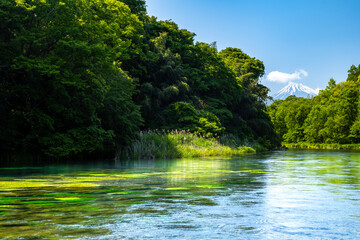 静岡県の駿東郡清水町を流れる清流で有名な柿田川と富士山