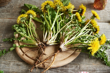 Whole dandelion plants with roots