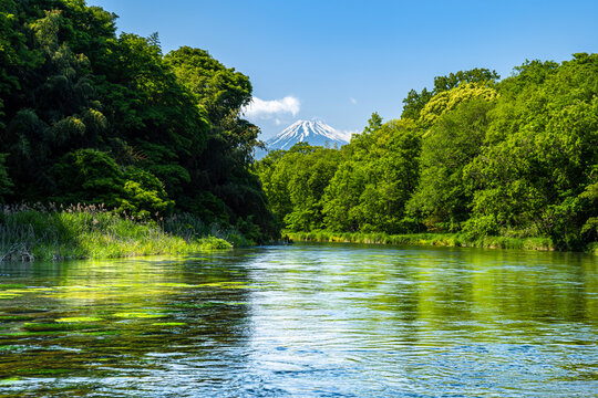 柿田川」の写真素材 | 497件の無料イラスト画像 | Adobe Stock