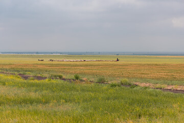 Fototapeta na wymiar Herd of sheep grazing on the pasture 