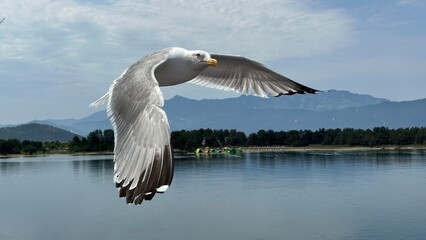 Seagull in flight beside a ferry ride in Greece. - 615417197
