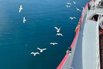 Seagulls flying alongside a ferry ride in Greece. - 615417198
