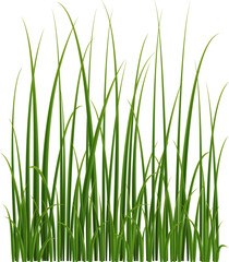 Realistic reed, sedge and grass. Isolated 3d vector type of tall, aquatic plants growing on wetland environments, providing habitat and ecosystem services for many species of animals and plants