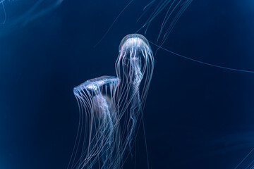 Couple of blue and red jellyfish © Julian