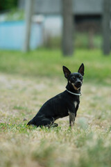 Obraz na płótnie Canvas Black toy terrier on green grass.